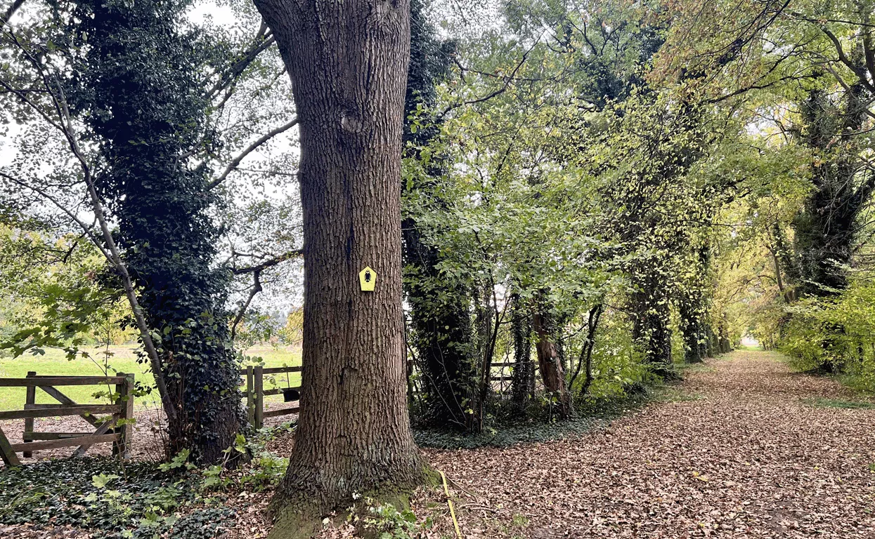 Allee vom Schloss Stülpe